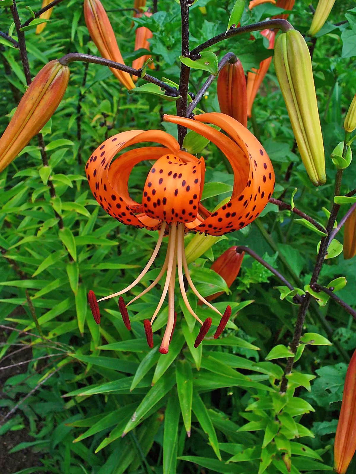 Lilium Tigrinum