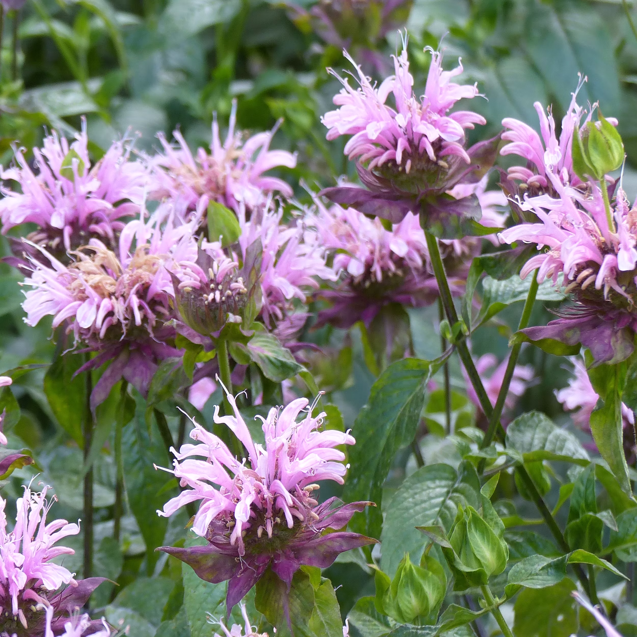 Monarda