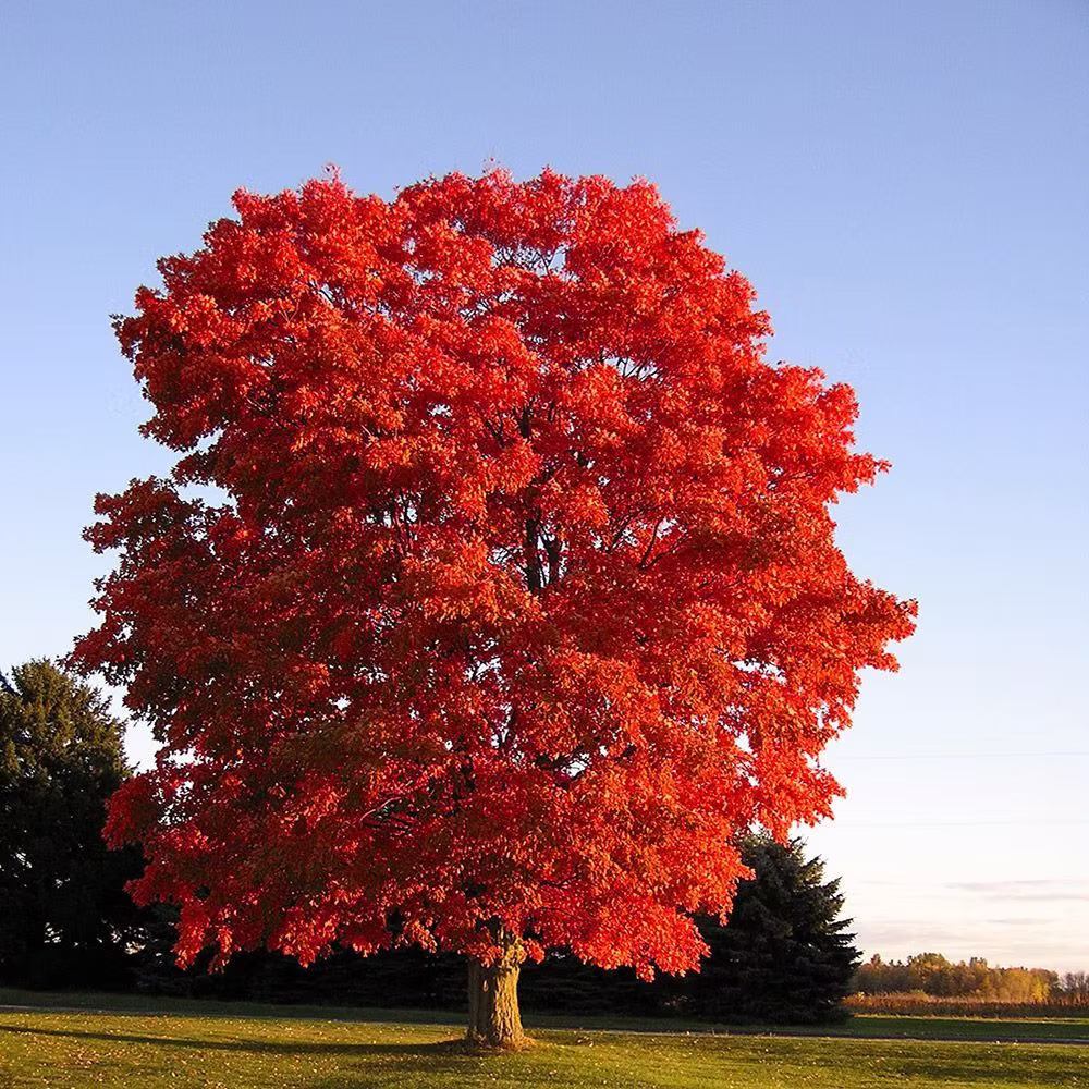 Maple Trees