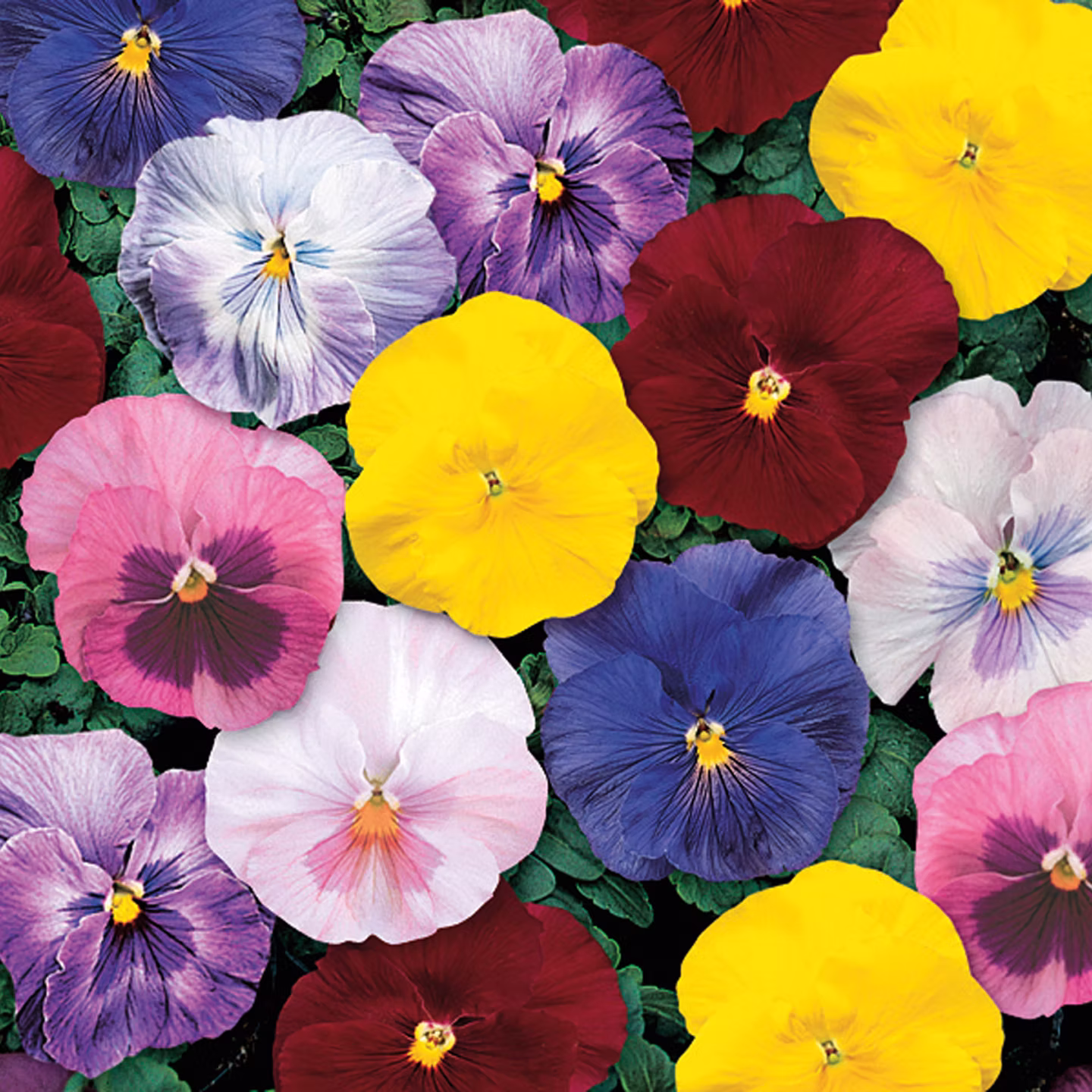 Pansy 4 Packs