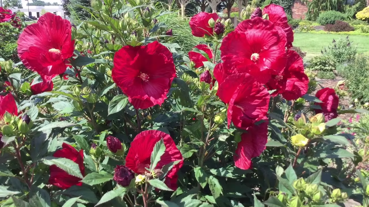 Hibiscus