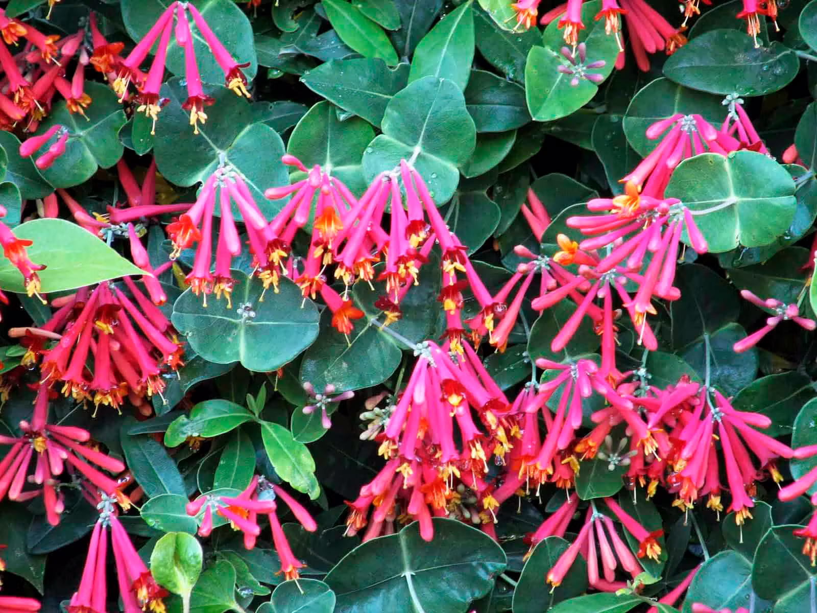 Lonicera Sempervirens Magnificant