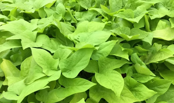 Sweet Potato Vine- 4.5" Pot