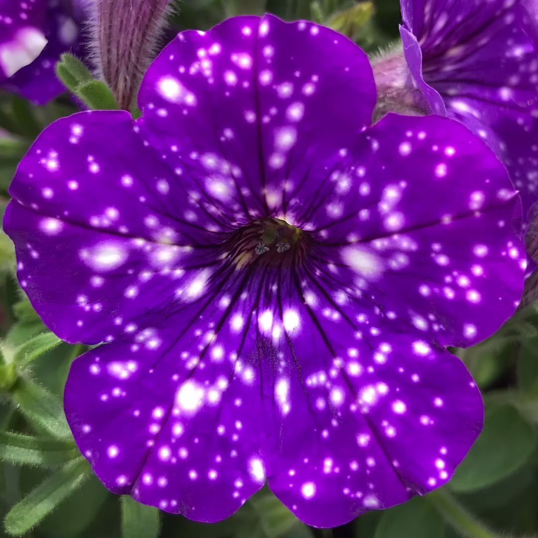 Petunia Night Sky 14" Containers