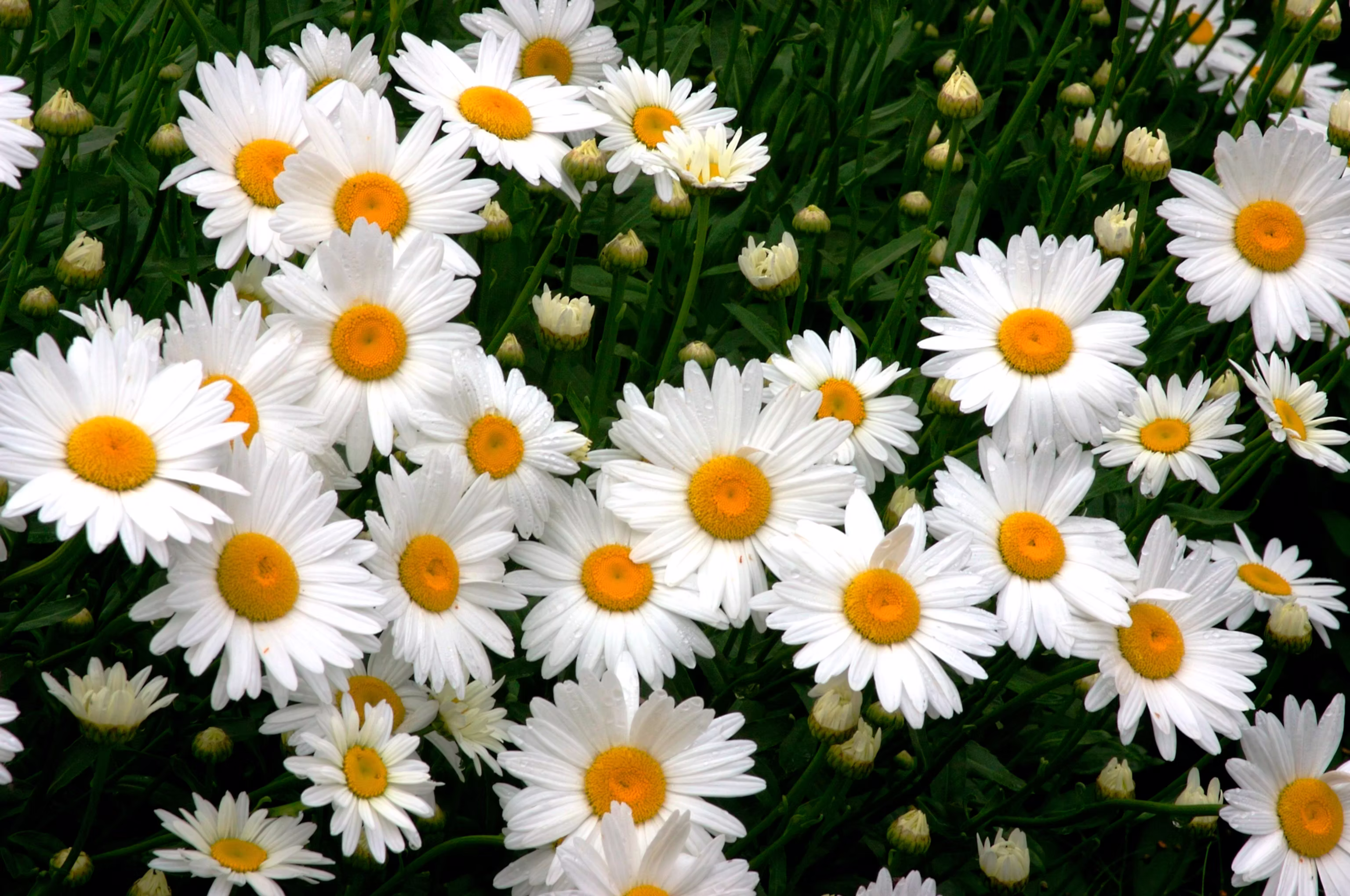 Leucanthemum