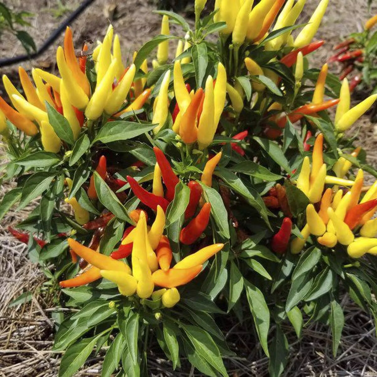 Ornamental Peppers 4.5" Pots