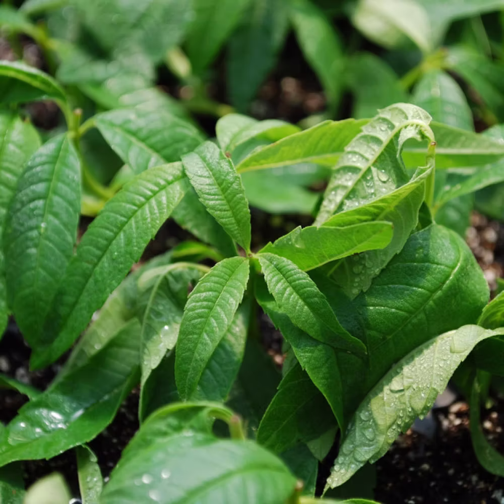 Lemon Verbena